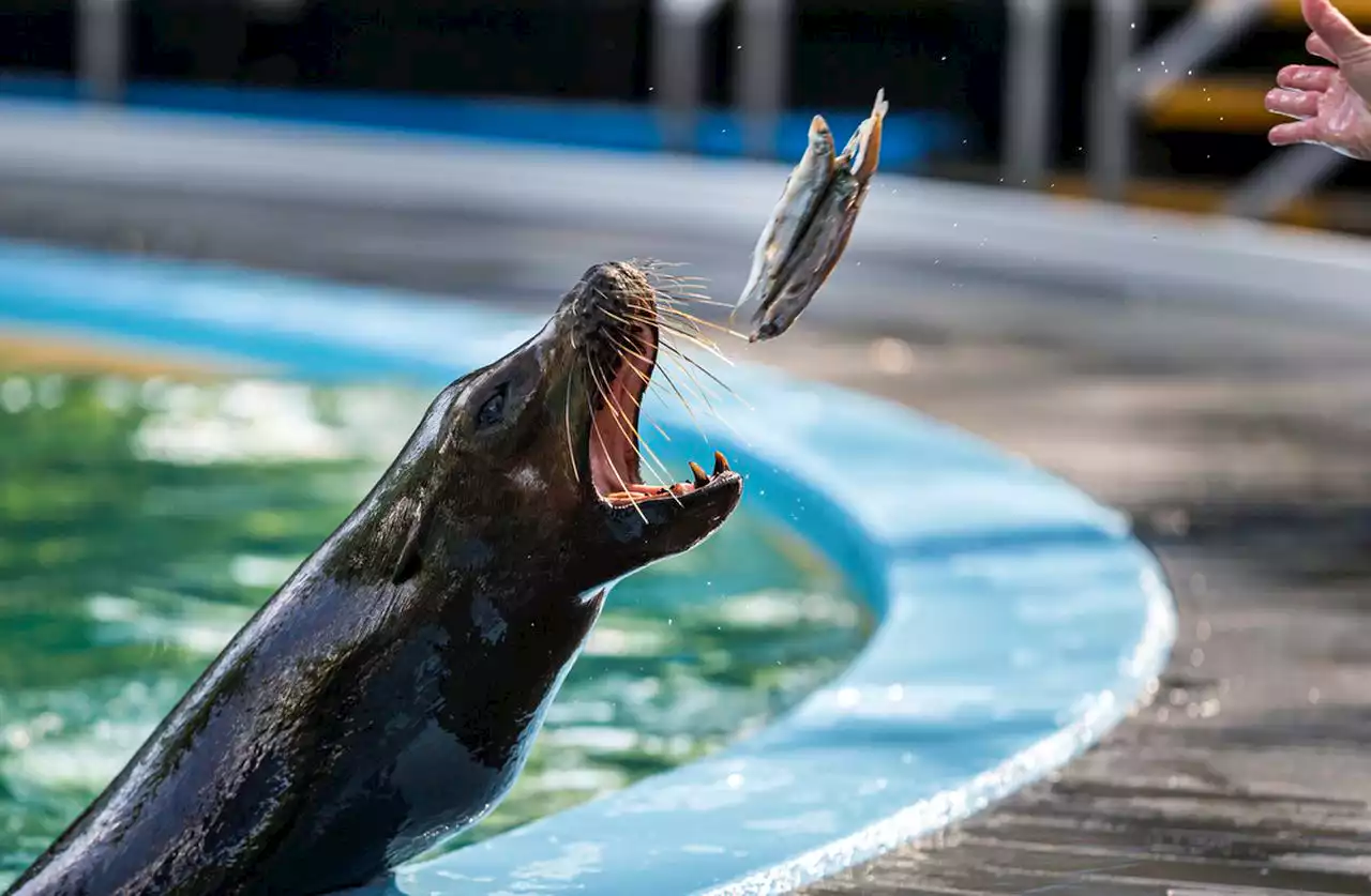 Meet Bowie, a rescued seal pup joining Hersheypark’s Aquatheater: video