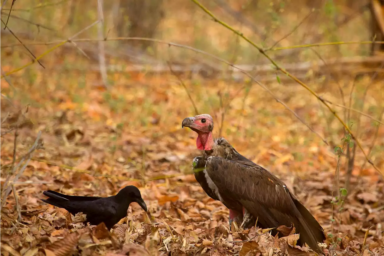 The wackiest-looking birds are the most at risk for extinction