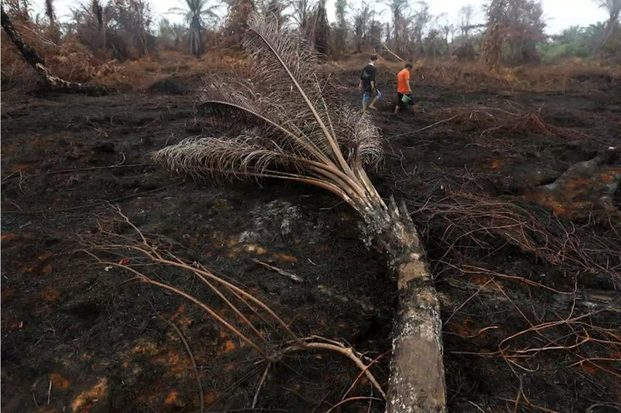 BMKG Deteksi 46 Titik Panas di Kalimantan Timur |Republika Online