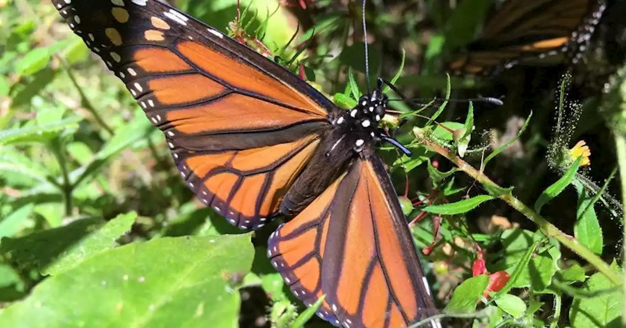 Kaleidoscopic migratory monarch butterfly joins global endangered species list