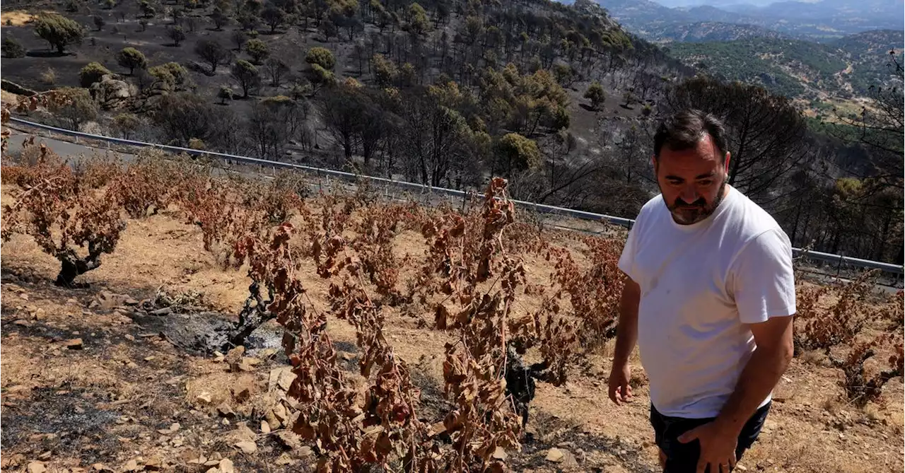 Wildfire leaves sense of 'total destruction', Spanish winemaker says