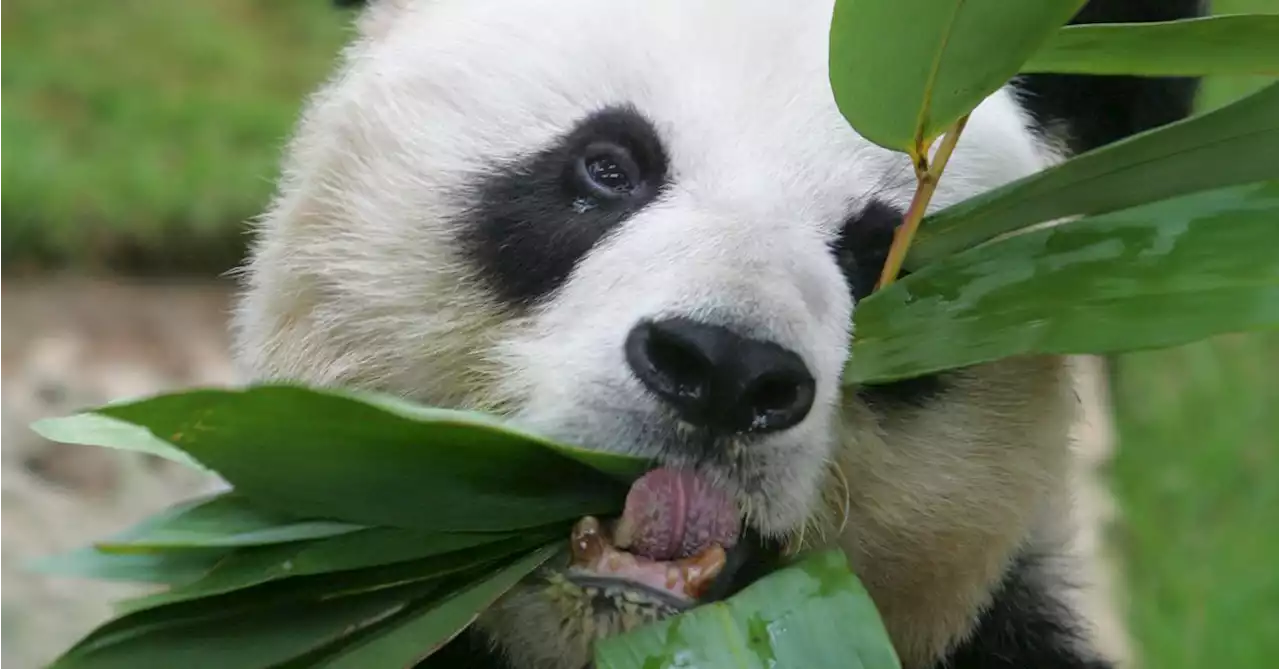 World's oldest known male giant panda, An An, dies at 35