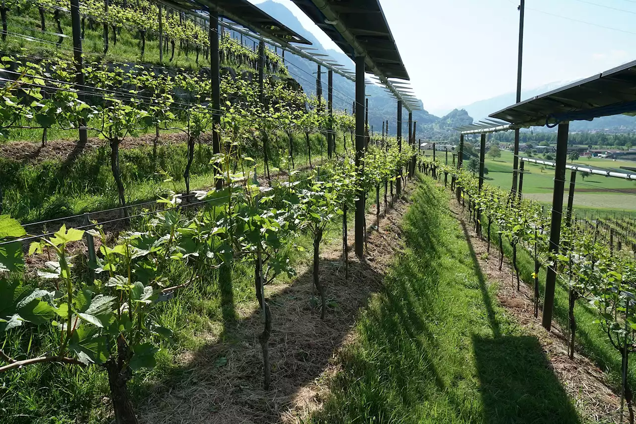 Agro-Fotovoltaik hat Potenzial - Schweizer Bauer