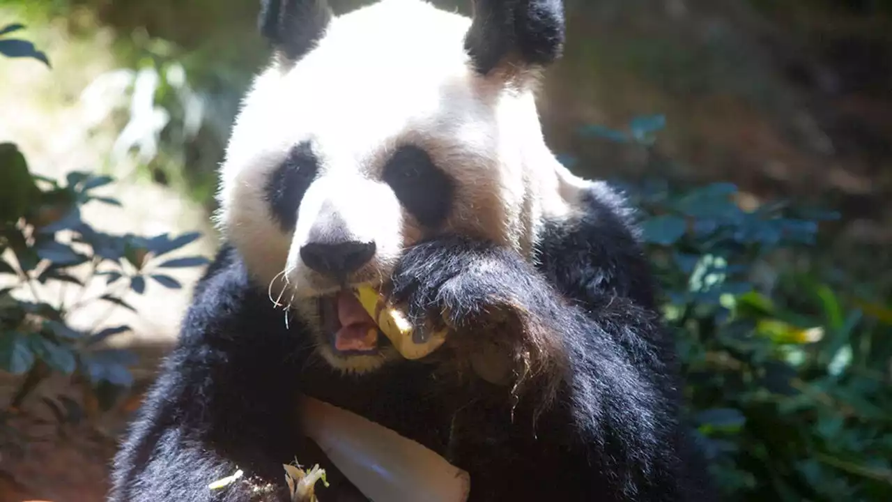 An An: Oldest-ever male giant panda in captivity dies aged 35