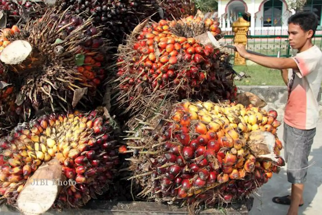 Mendag: Harga TBS Sawit Naik Perlu Waktu