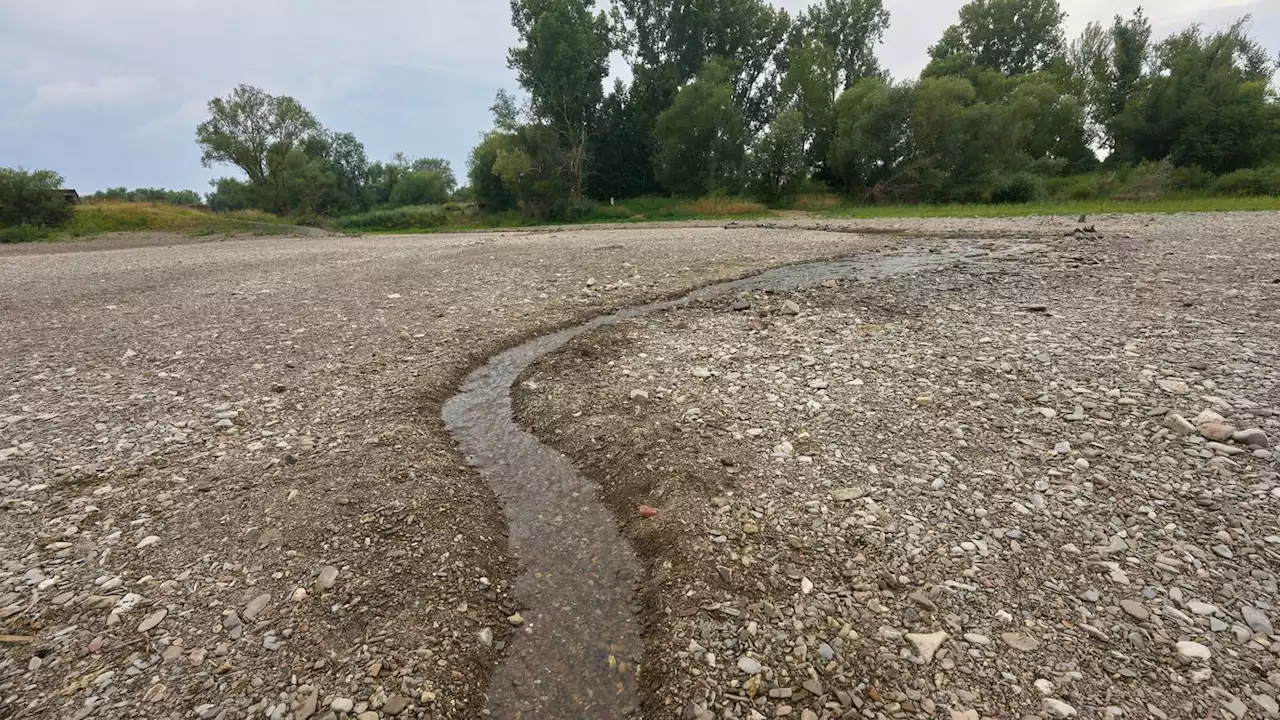 Diese Fotos zeigen alles: So trocken sind Rhein, Ahr und Dreisam