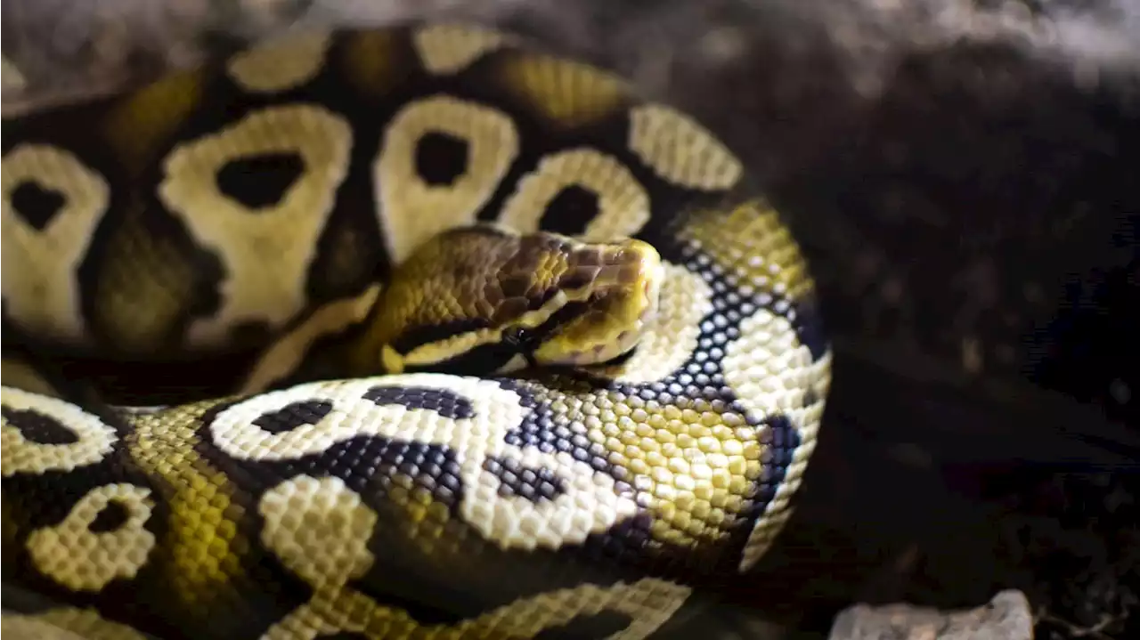 Pennsylvania Cops Shoot Dead 15-Ft Snake Coiled Around Man’s Neck