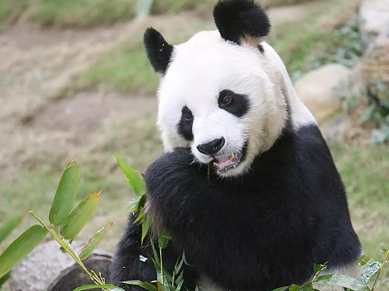 World's oldest known male giant panda, An An, dies at 35