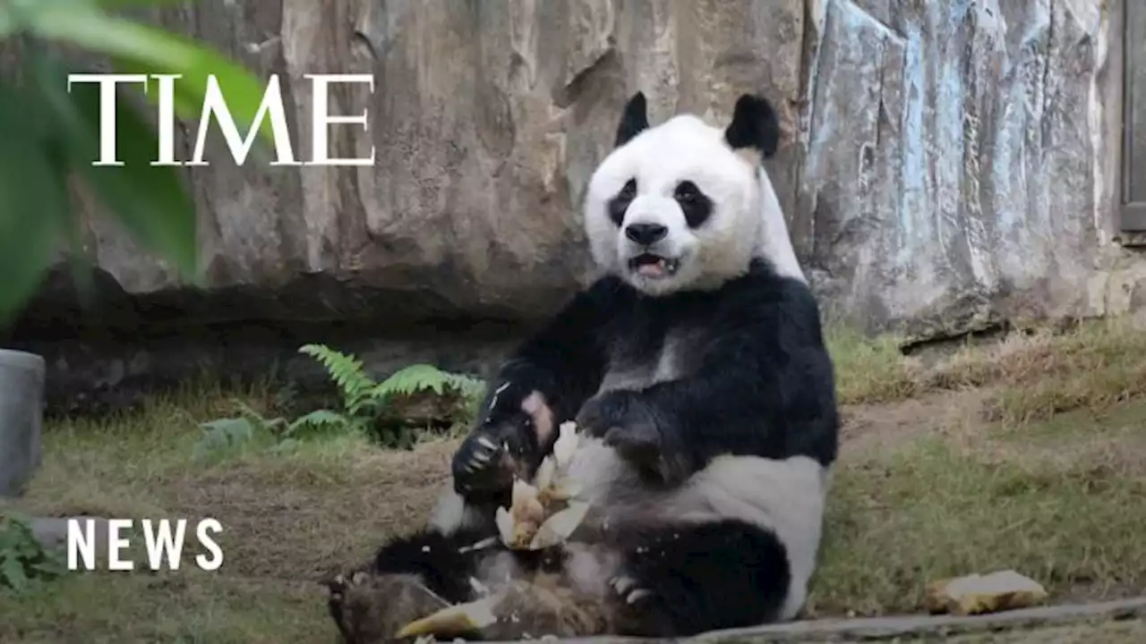 World’s Oldest Male Giant Panda In Captivity Dies