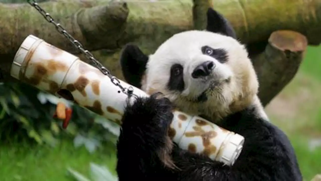 An An, world's oldest male giant panda in captivity, dies at age 35