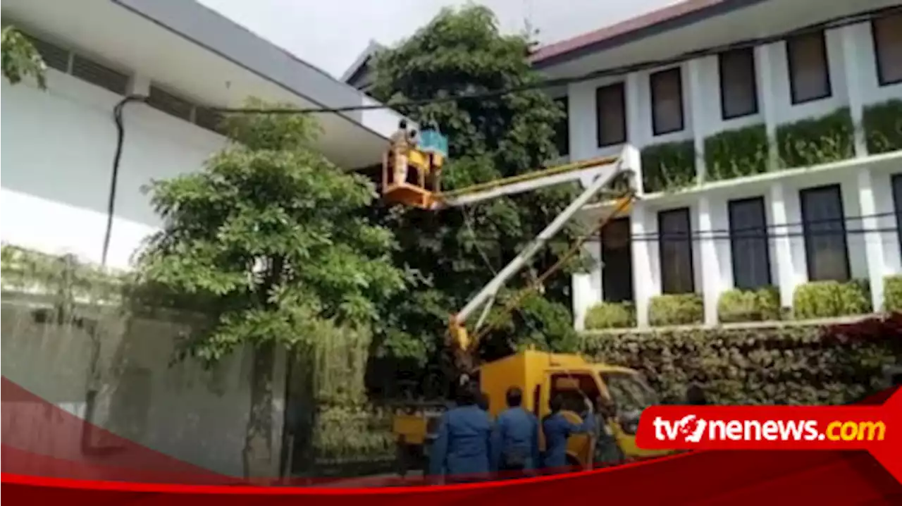 Gempar, Seekor Monyet Satroni Kantor Pemkab Banyuwangi