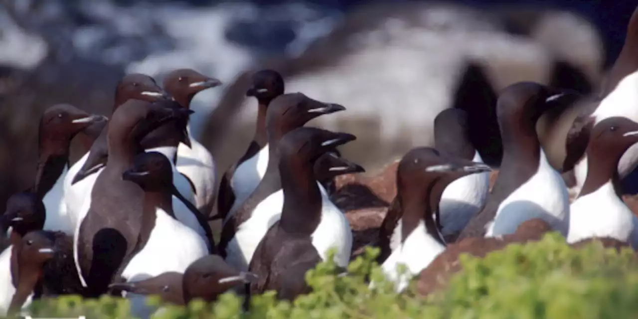 Investigation Underway Into Seabird Deaths on Southeast Coast