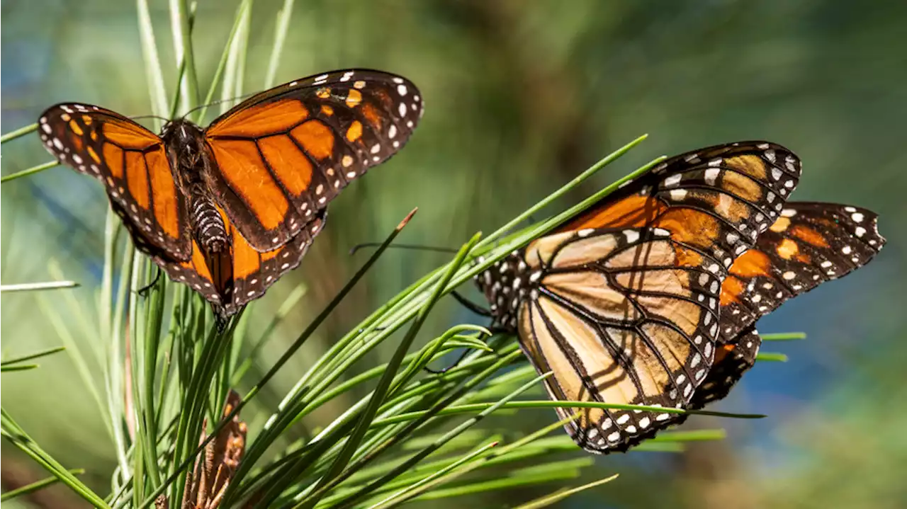 Beloved monarch butterflies are now listed as endangered