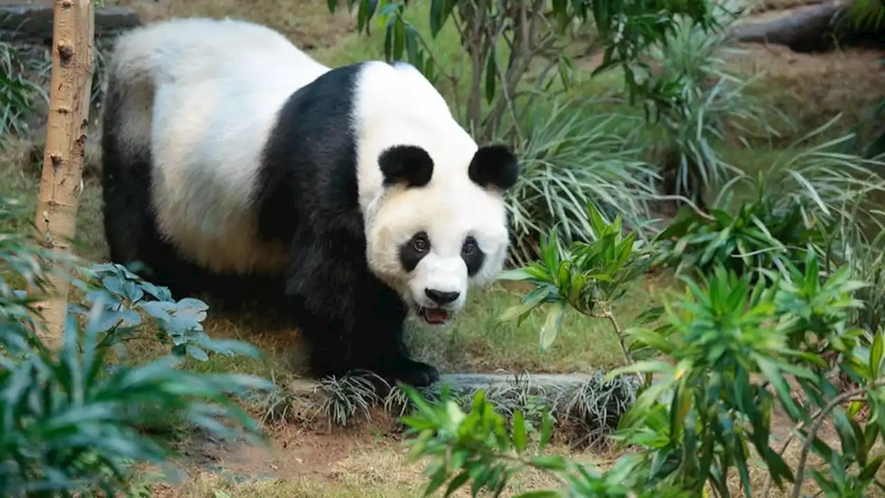 World's oldest male giant panda in captivity dies in Hong Kong zoo