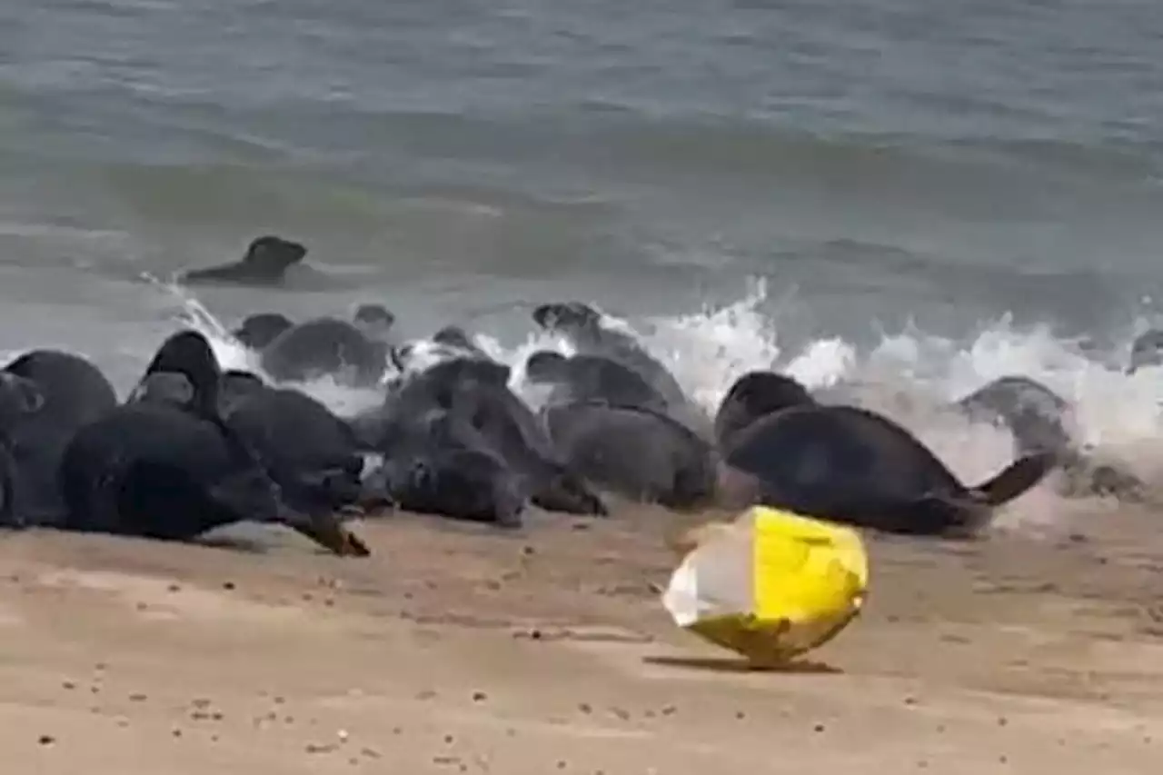 Shocking footage shows over 100 terrified seals 'stampeding' to escape plastic bag blowing across beach