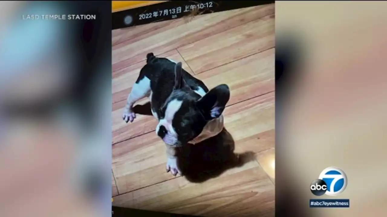 Rosemead home-invasion victims held at gunpoint as robbers steal French bulldog puppy, cash