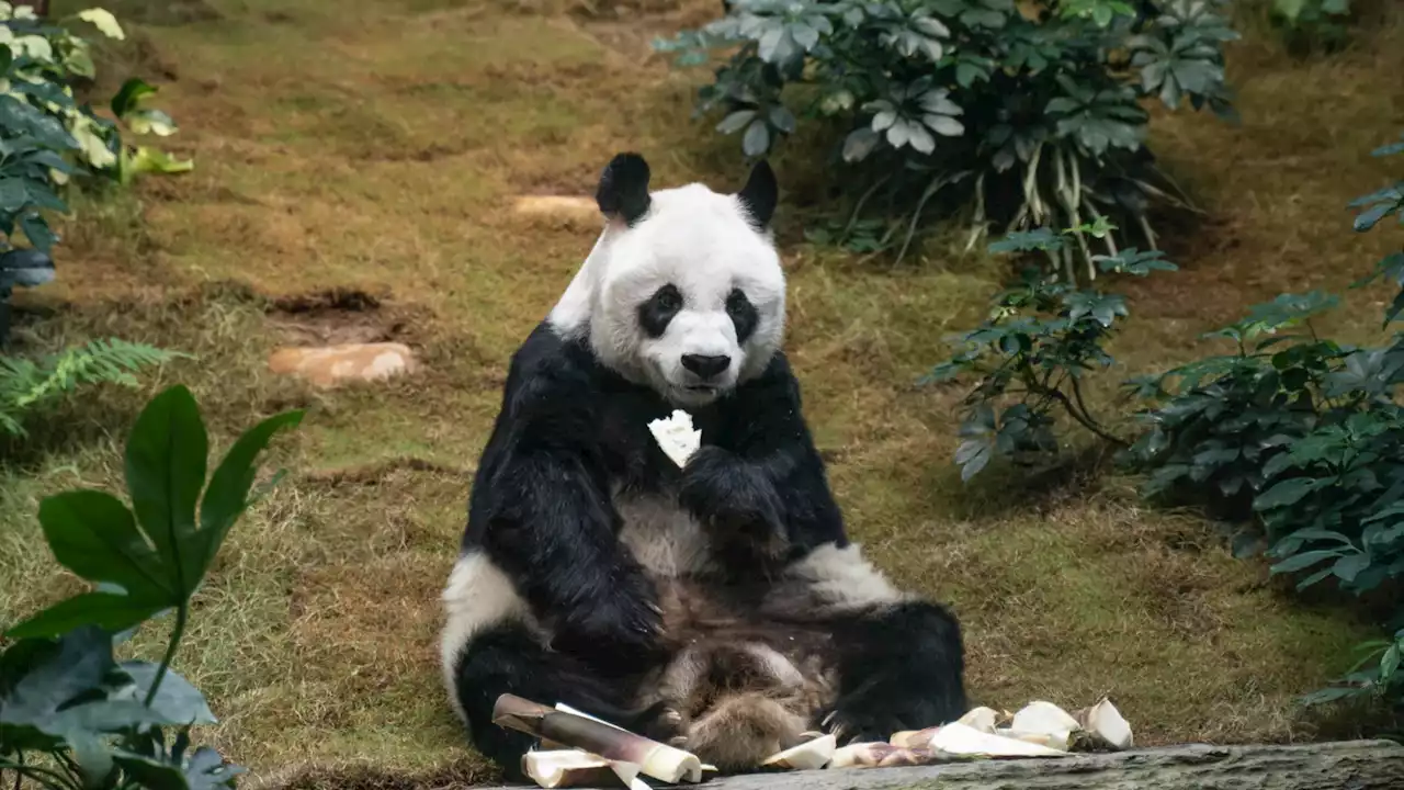 World's oldest male giant panda dies at age 35