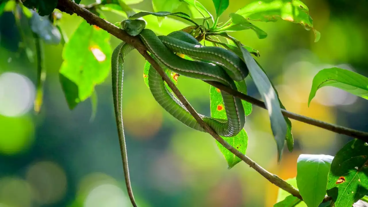 Thai posts mislead on 'how to identify venomous and non-venomous snakes'