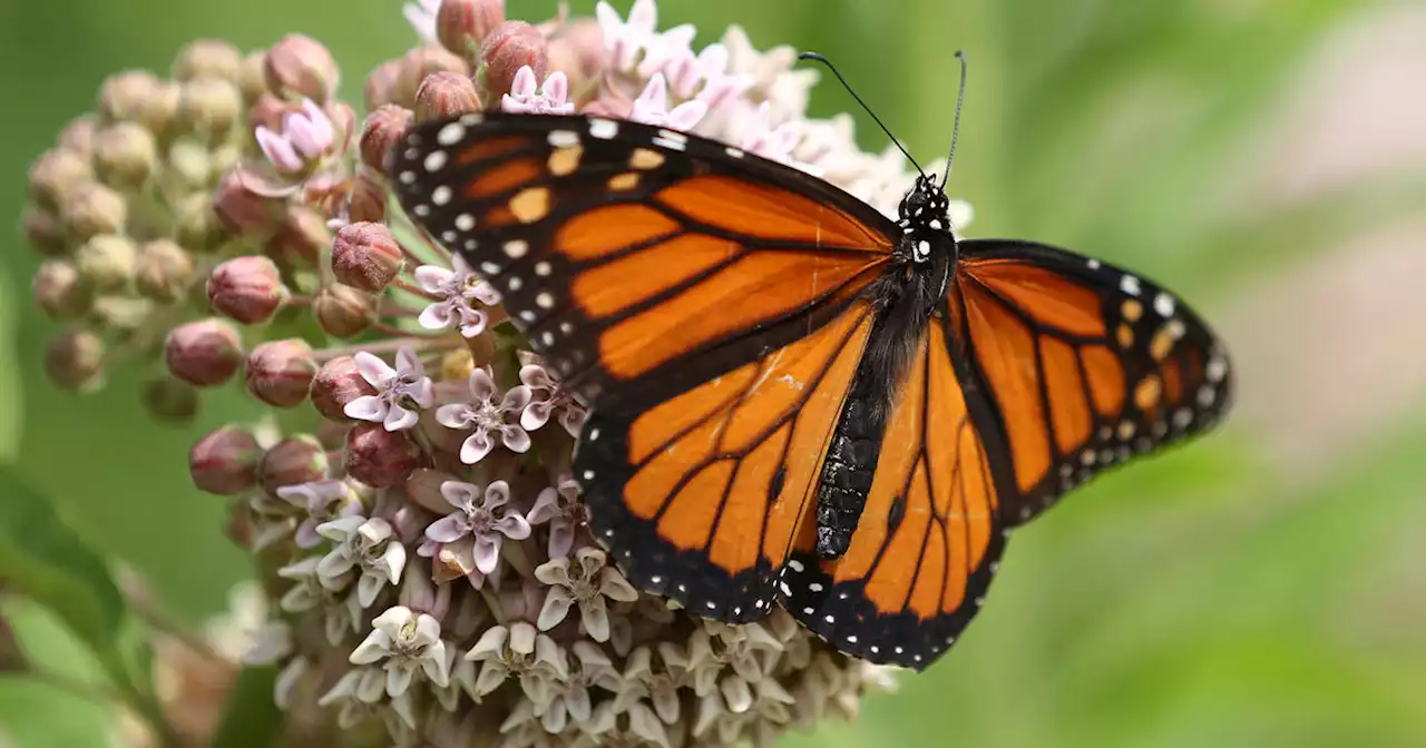 Monarch butterflies now endangered, face risk of extinction