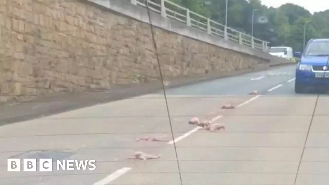 Halifax: Spilled chicken carcasses cleaned from road