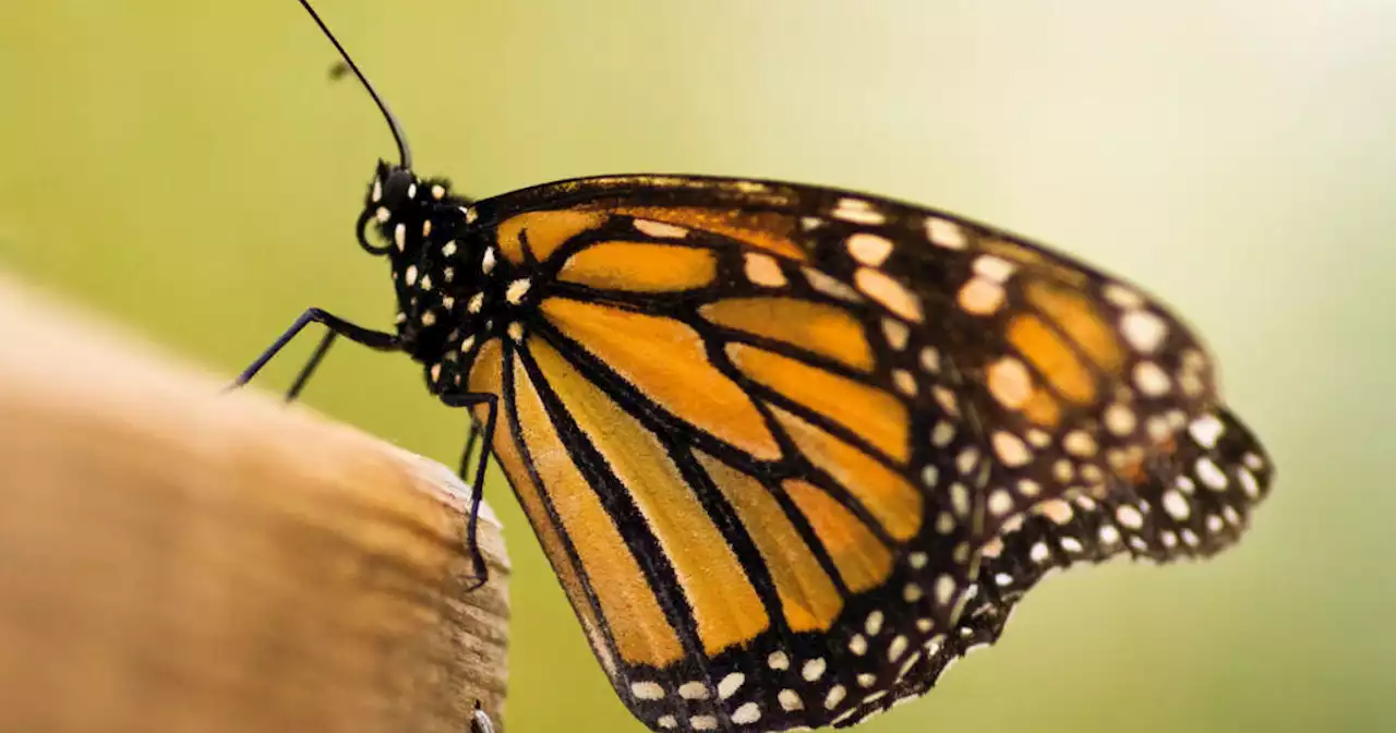 Monarch butterfly added to endangered species list