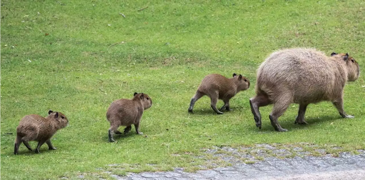 Zoo und Tierpark: Willkommen! Das sind die tierischen Neu-Hauptstädter