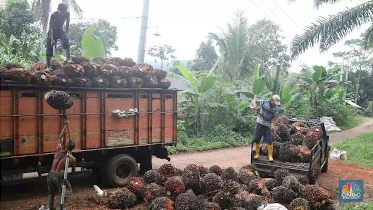 Bos Sawit, Ada Kabar Gembira! Zulhas Mau Hapus DMO CPO Nih