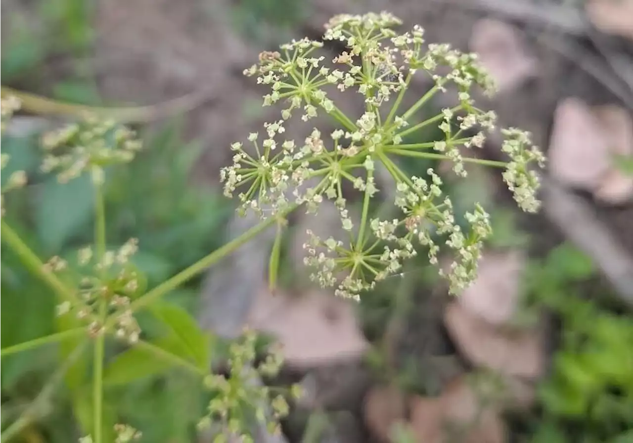 Dallas to treat hemlock found growing at White Rock Lake