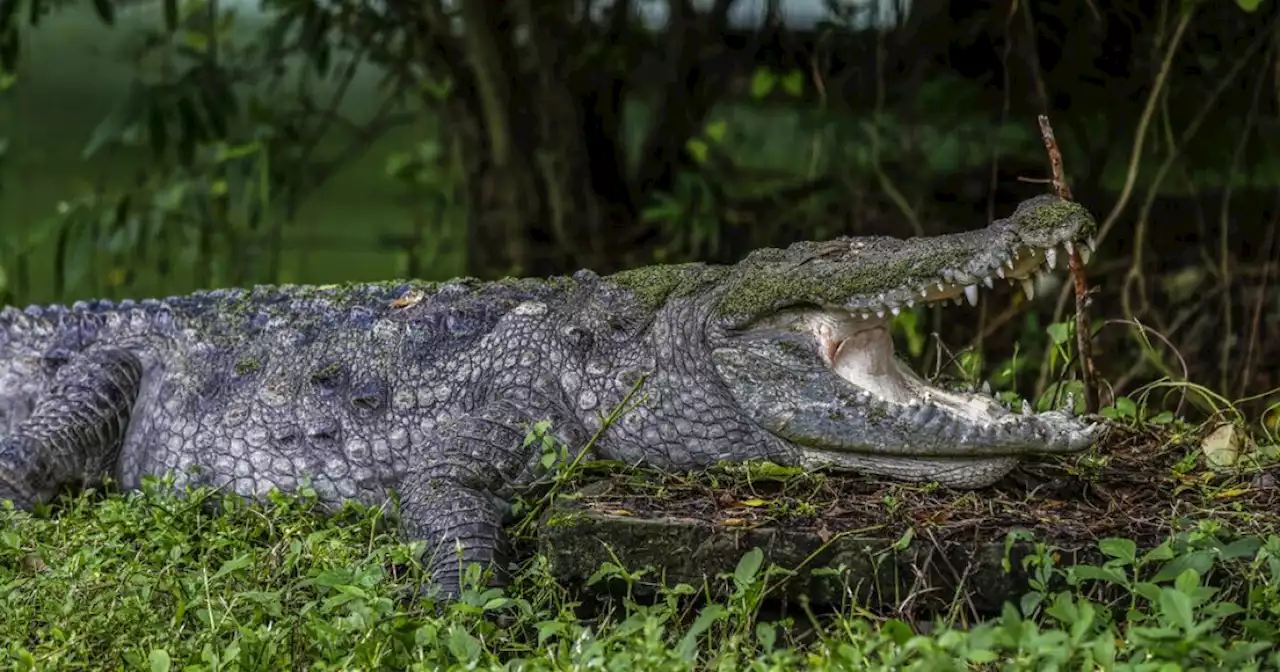 Two US tourists attacked by crocodile at resort in Mexico