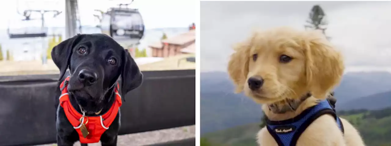 Paw patrol: Meet Beaver Creek’s newest avalanche dogs in training