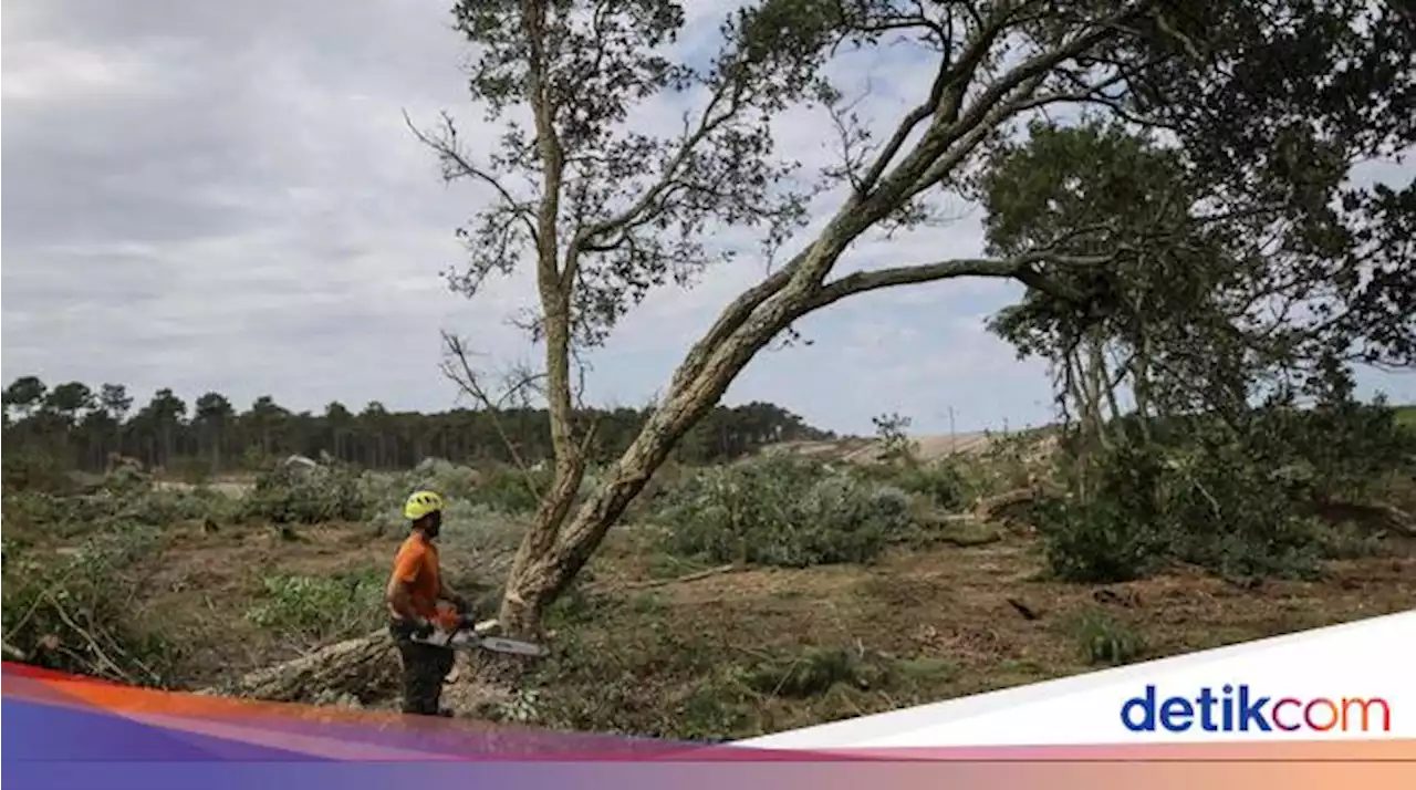 Cegah Kebakaran Meluas, Hutan di Prancis Dibabat, Ini Fotonya