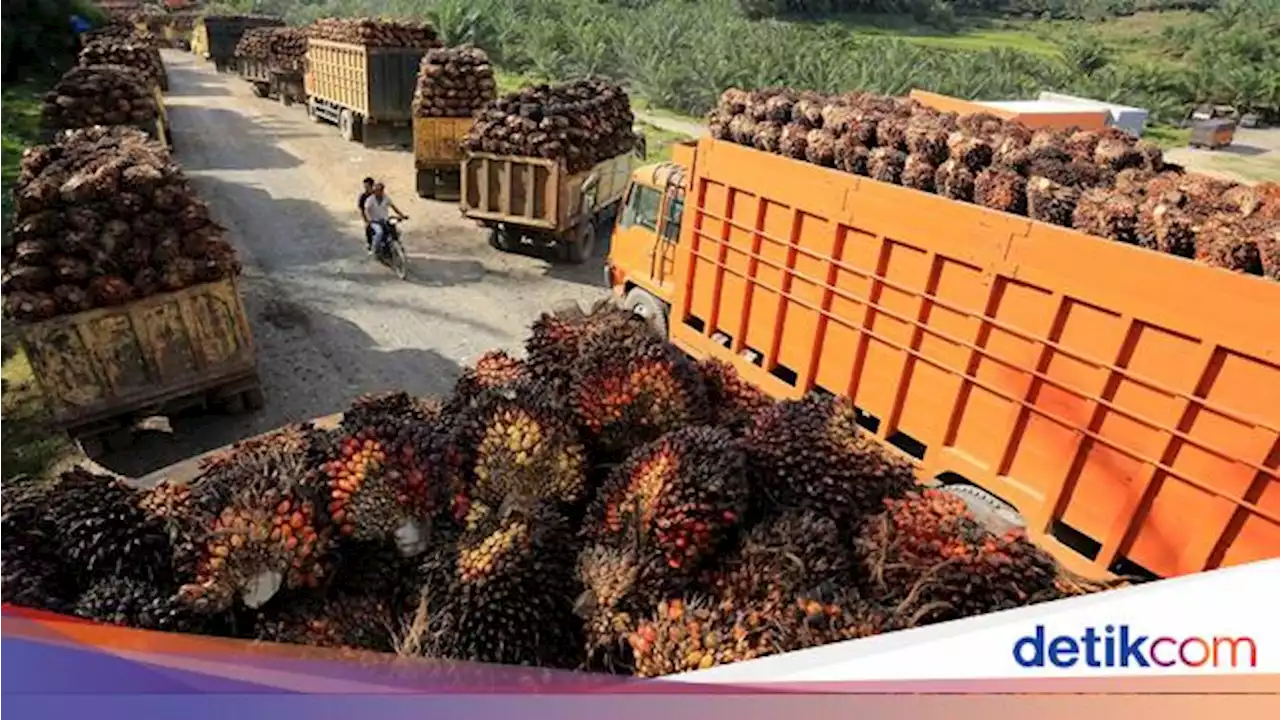 Zulhas Mau Harga Sawit di Atas Rp 2.000/Kg, Caranya?