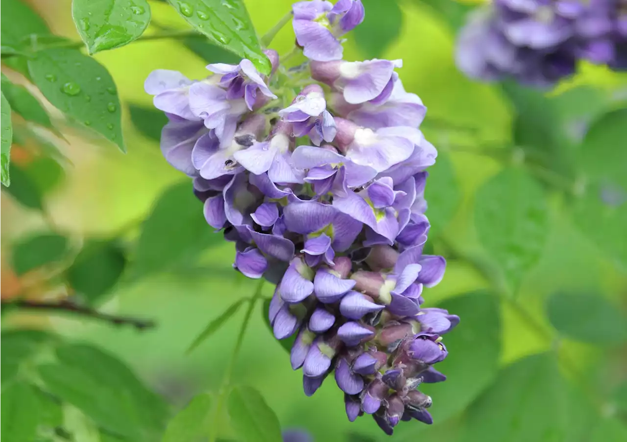 Could wisteria have died from not being Chinese variety?