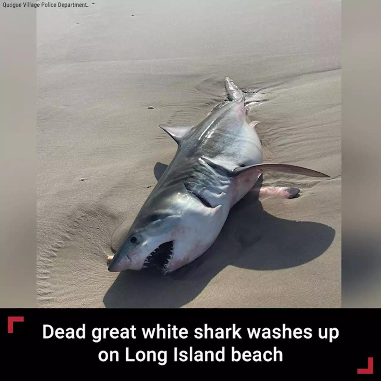 Dead shark appears on Long Island beach amid ongoing shark sightings