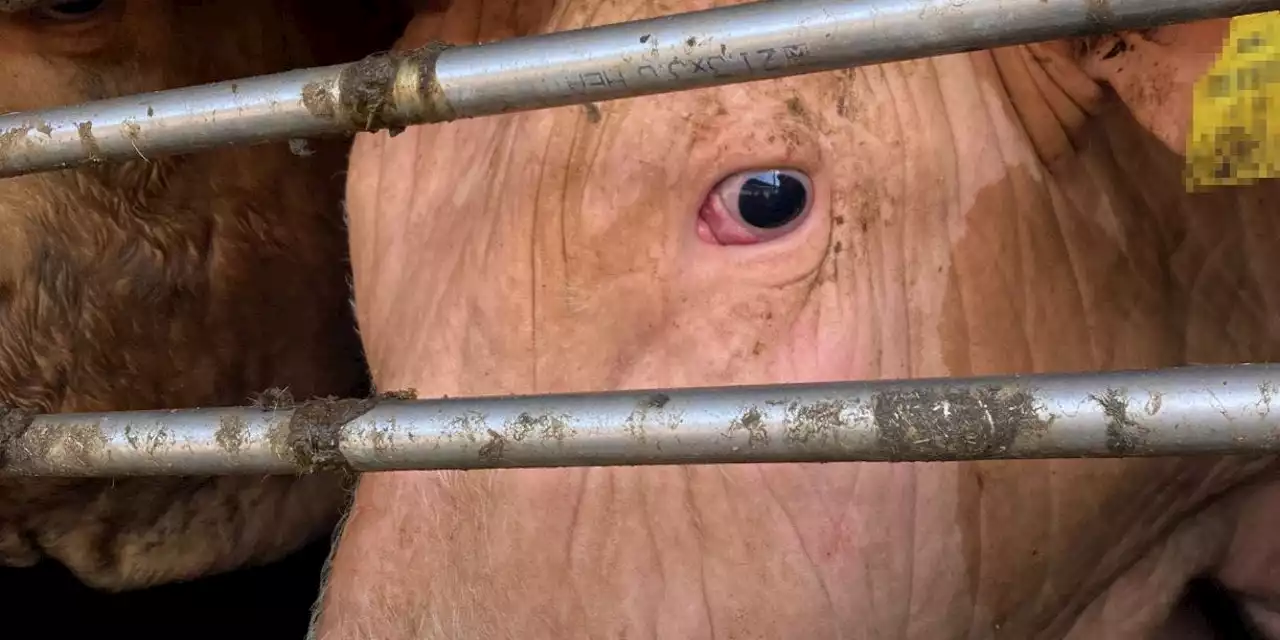 Horror-Tiertransport auf A1 in NÖ aufgeflogen