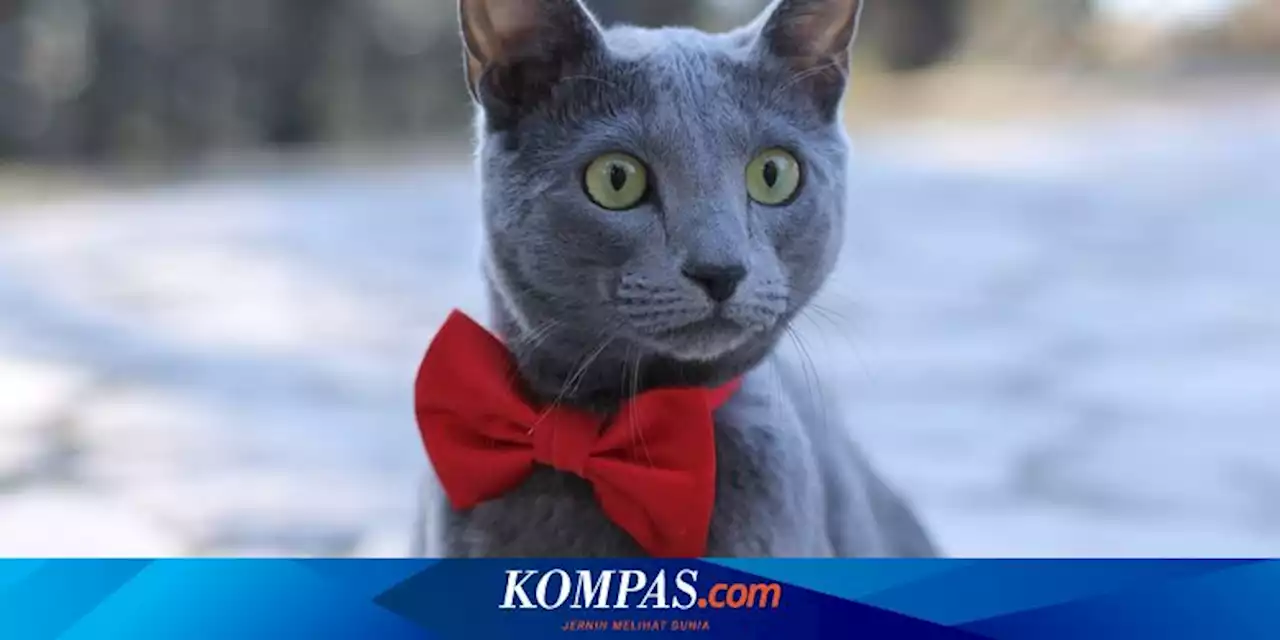 9 Ras Kucing Abu-abu Berbulu Pendek yang Penampilannya Mengagumkan