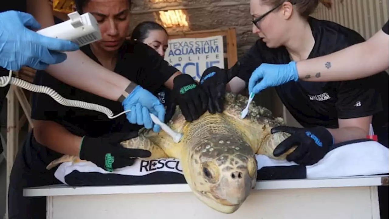 Starving turtles are washing ashore on Port Aransas beaches, Texas State Aquarium says