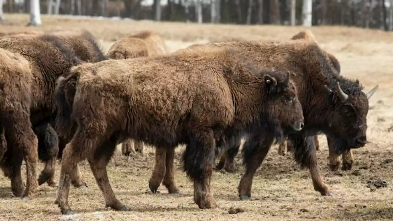 More wood bison headed for Innoko River region