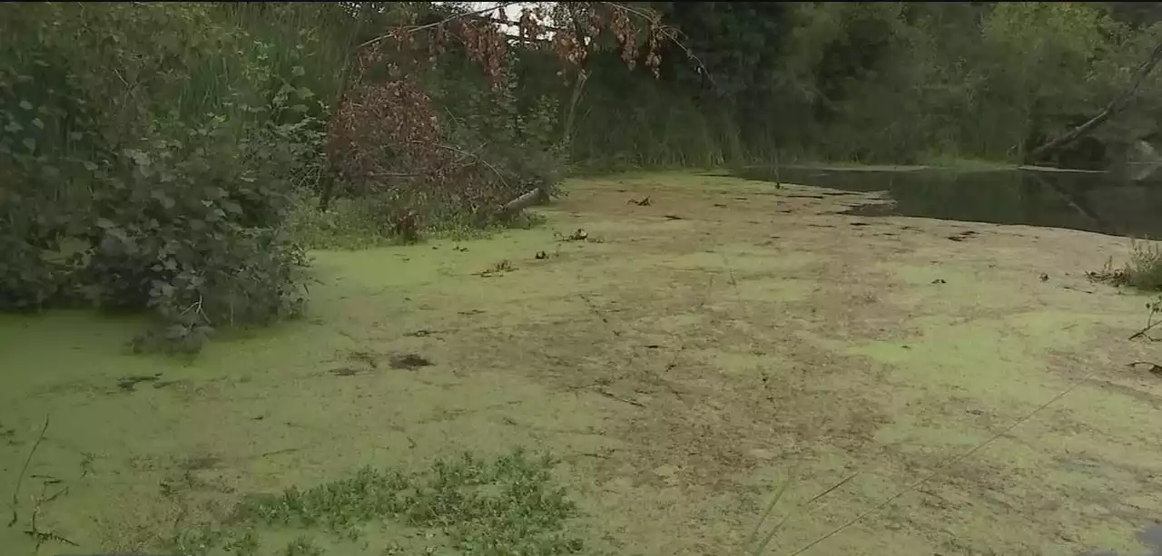 Toxic algae found in Russian River and Spring Lake