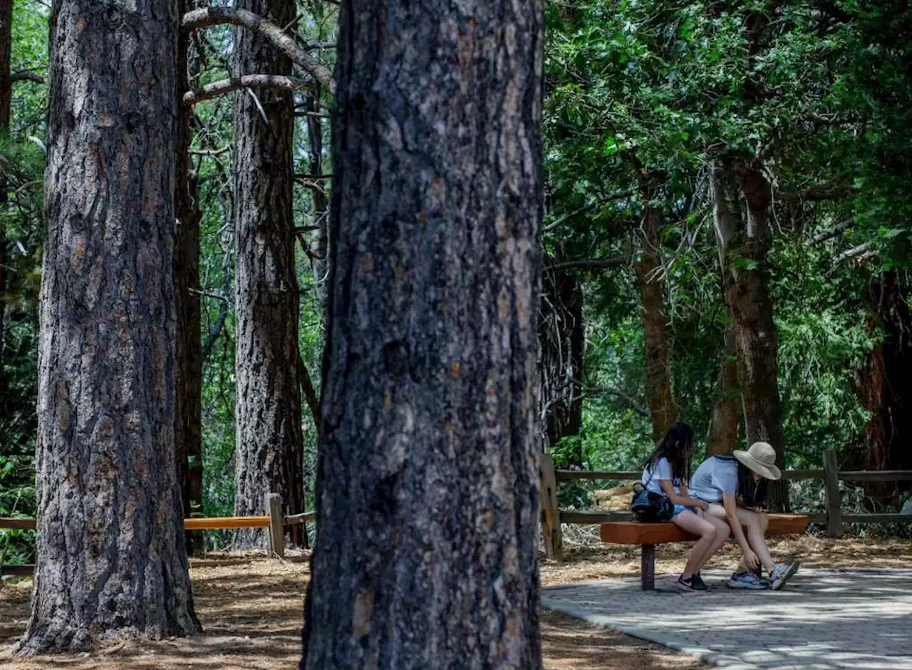 Heaps Peak Arboretum draws visitors to explore outdoors near Crestline