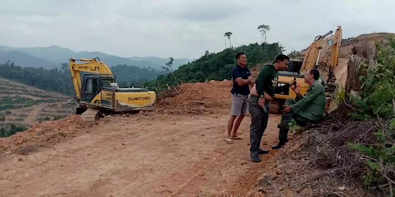 50 Ha Hutan di Riau Dirambah, Petugas Cuma Temukan Dua Alat Berat | merdeka.com