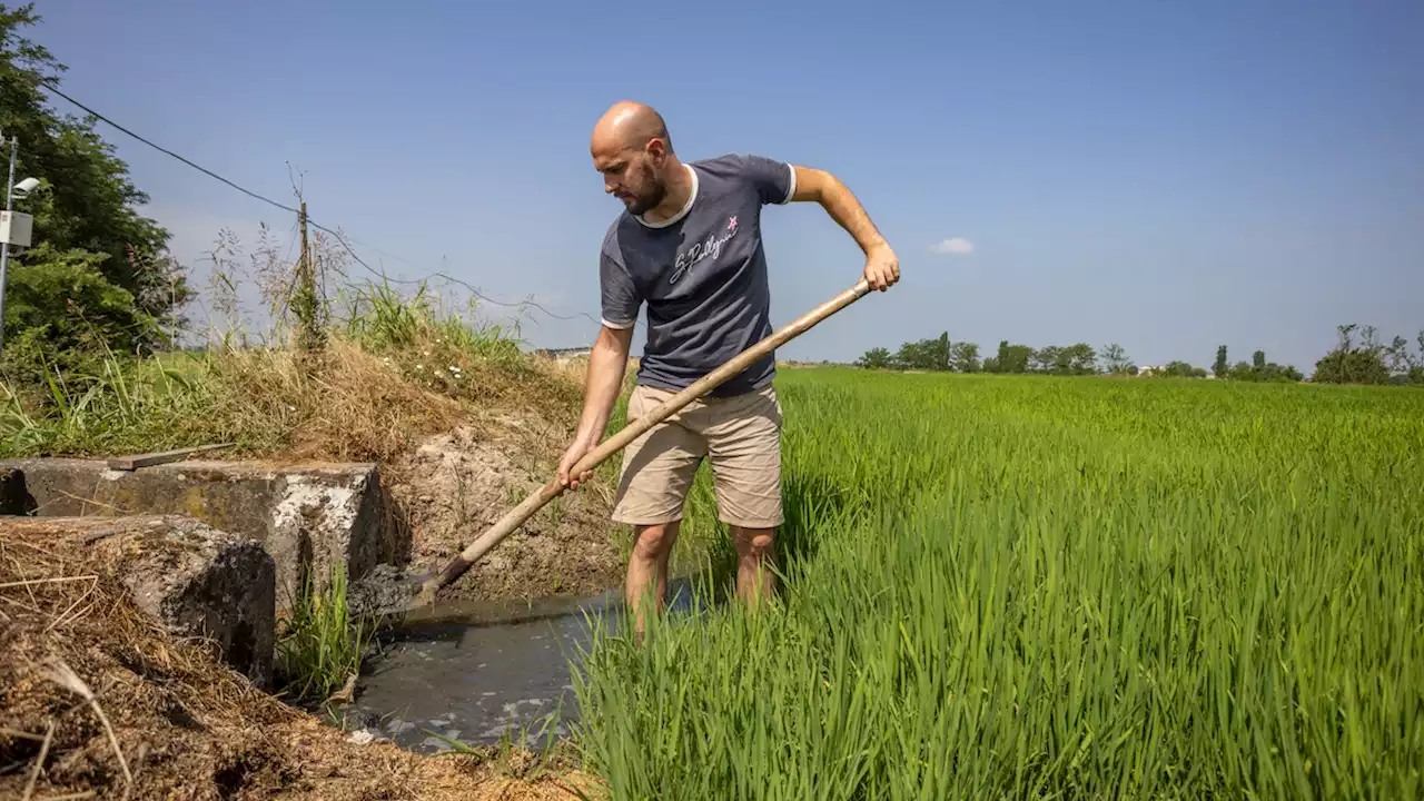 Extreme drought threatens Italy’s rice crops—and its beloved risotto