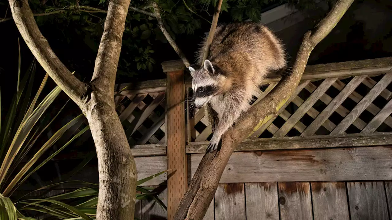 How raccoons became the ultimate urban survivors