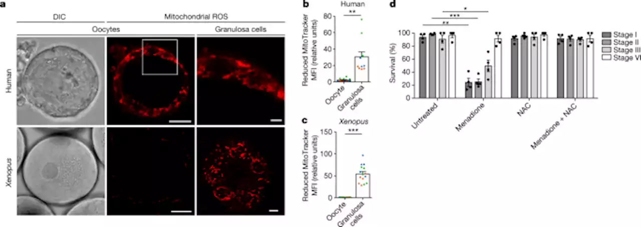 Oocytes maintain ROS-free mitochondrial metabolism by suppressing complex I - Nature