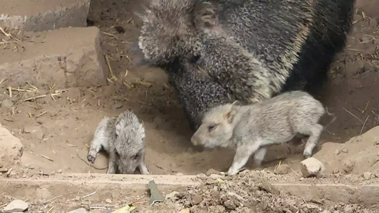 Meet the New Babies Helping to Grow an Endangered Species at Elmwood Park Zoo