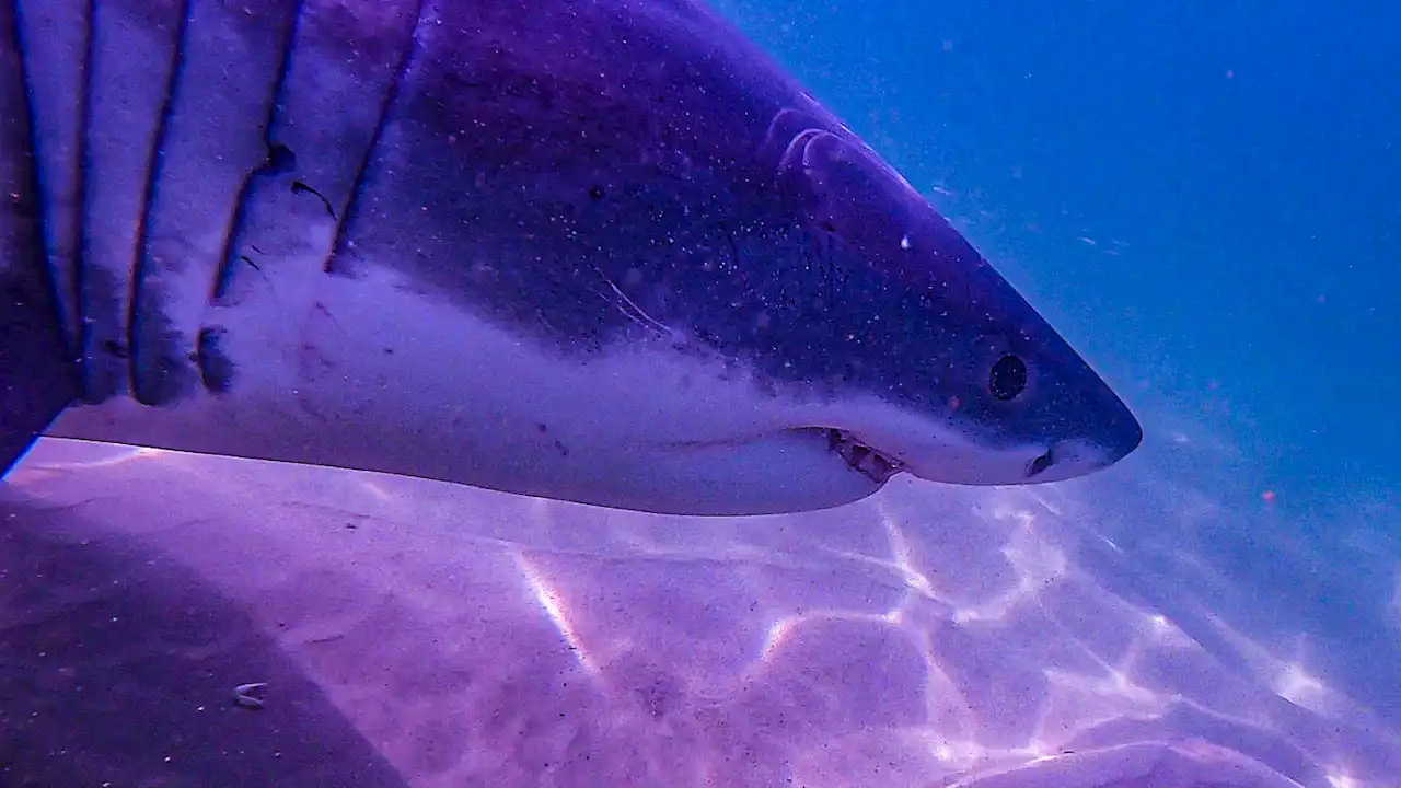 Six Sharks Spotted Off Cape Cod Friday Morning, 20 in Past 2 Days