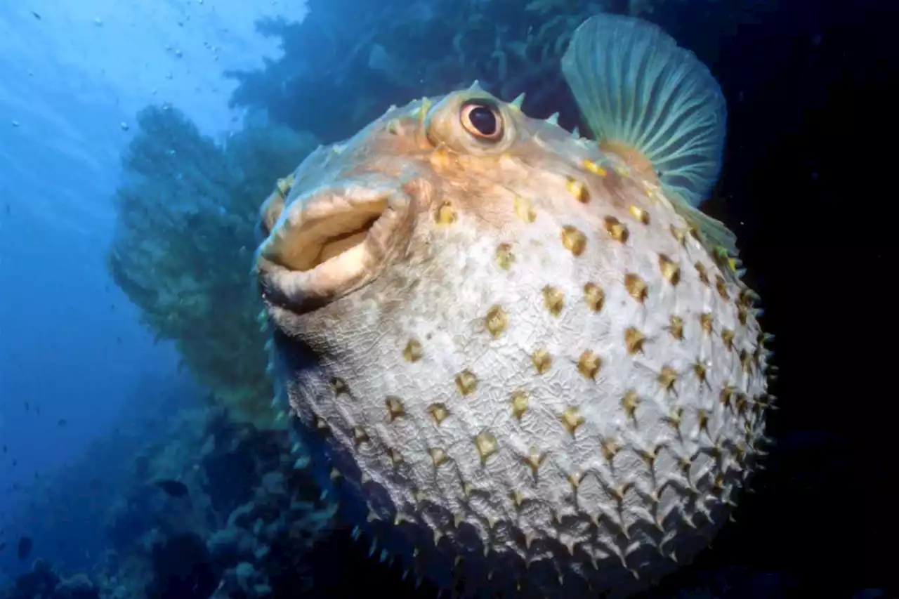 Fast way of making pufferfish’s neurotoxin may lead to new pain drugs