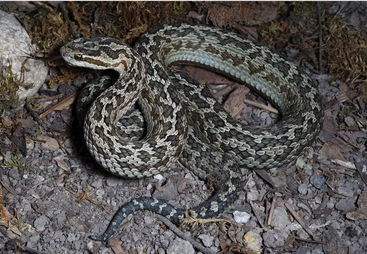 New pit viper discovered in Jiuzhaigou National Nature Reserve, China