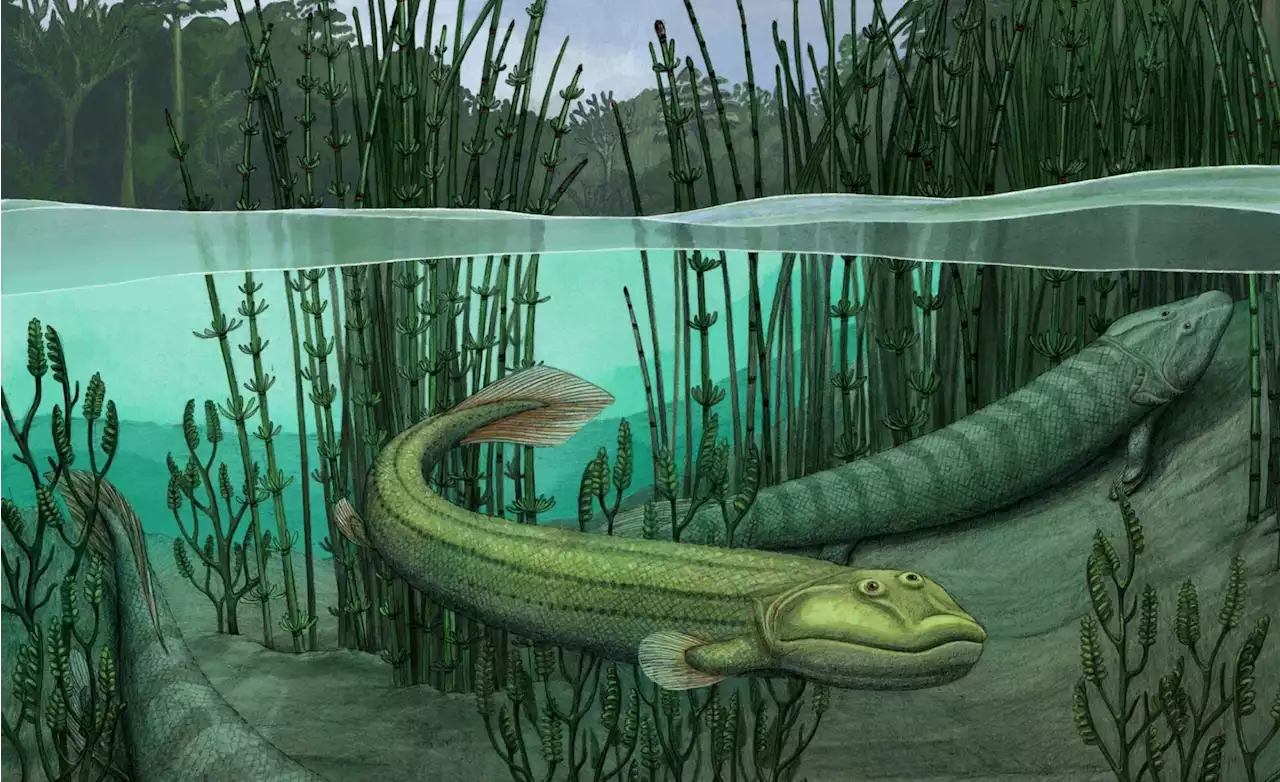 Tiktaalik's ancient cousin decided life was better in the water