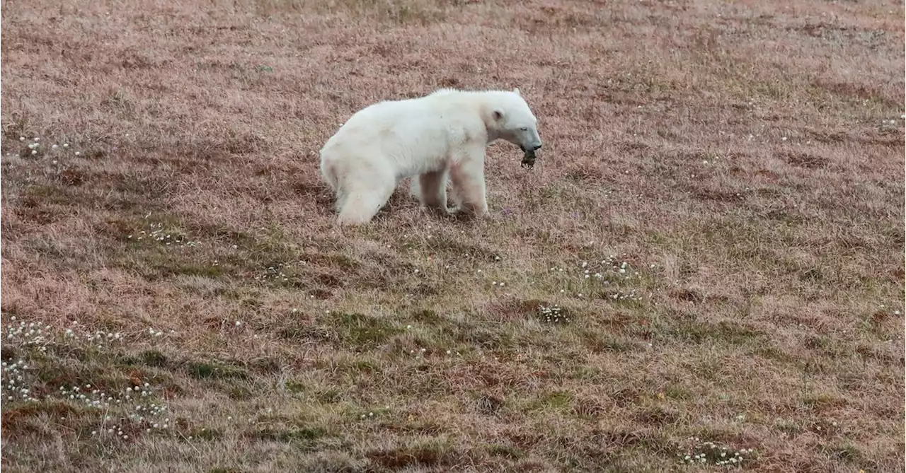 Polar bear rescued in Russia after getting tongue stuck in milk can